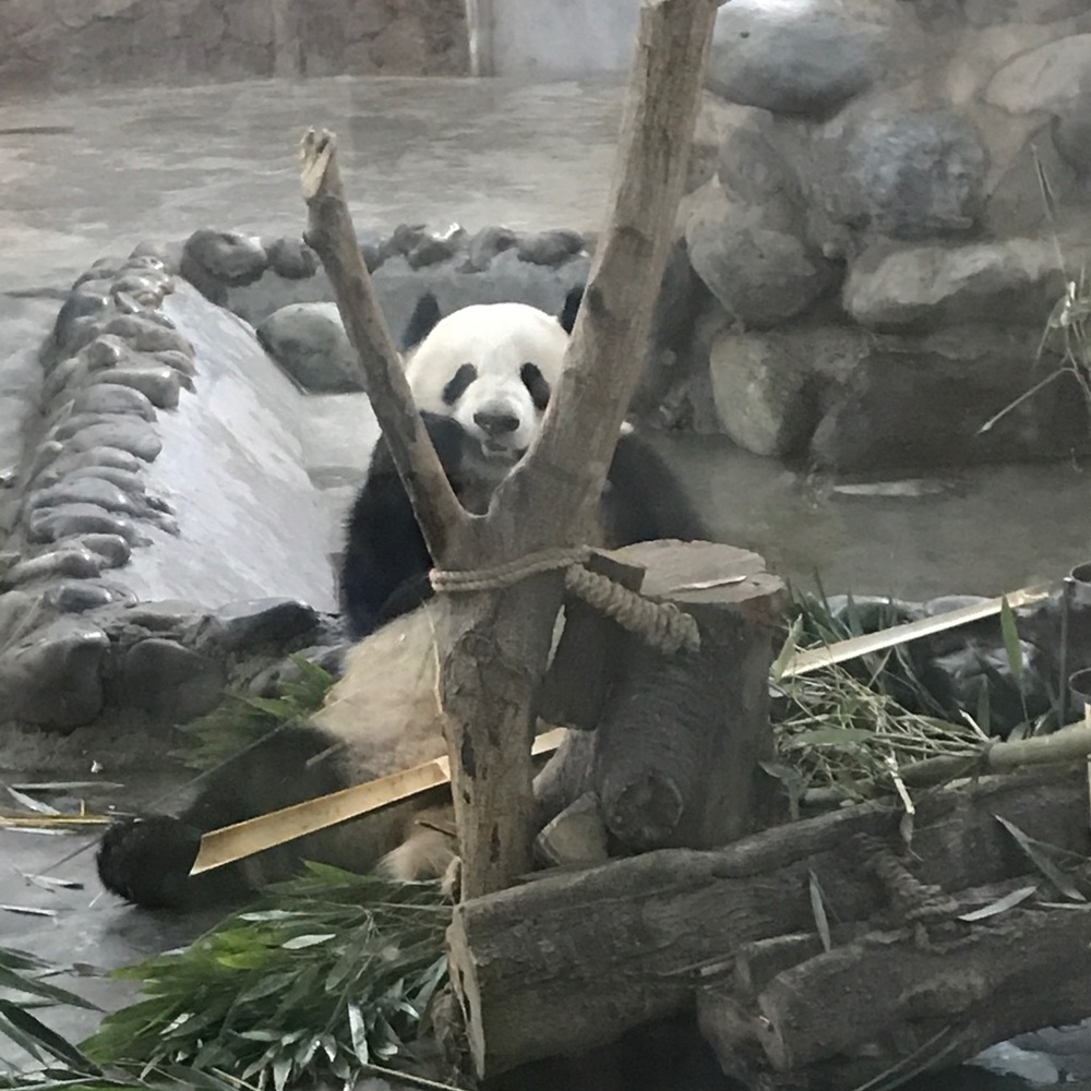 Meet your Posher, Phoenix